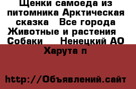 Щенки самоеда из питомника Арктическая сказка - Все города Животные и растения » Собаки   . Ненецкий АО,Харута п.